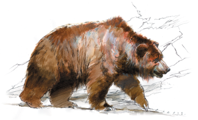 Cave bear