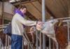 Student pets cow on the nose.