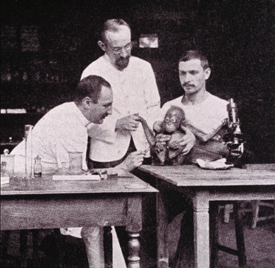 Ludwig Halberstaedter and Stanislaus von Prowazek conduct an experiment as a man holds a baby orangutan.