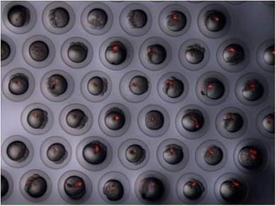 Zebrafish larvae on a microplate, with one larva per well.