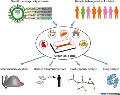 image of the organ-on-chip model
