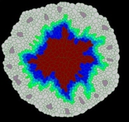 Simulation of plant tissue in VirtualLeaf. Source: Lebovka et al.