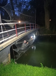 Two volunteers set up a fine-mesh mist net under a bridge, above the water, to catch bats during the night. The volunteers are standing in the water.